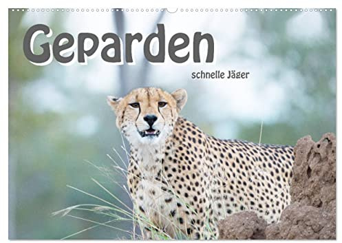 Geparden - schnelle Jäger (Wandkalender 2026 DIN A2 quer), CALVENDO Monatskalender: Die schnellsten, landlebenden Raubtiere in unglaublicher Schönheit (CALVENDO Tiere)