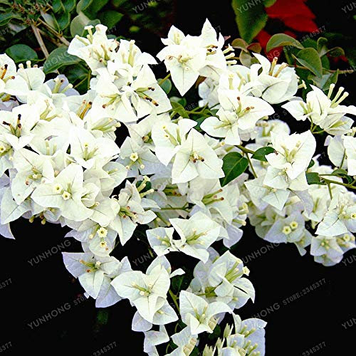 Sump Fresh 100 pcs SEMILLAS de flores de buganvilla para plantar Blanco