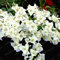 Sump Fresh 100 pcs SEMILLAS de flores de buganvilla para plantar Blanco
