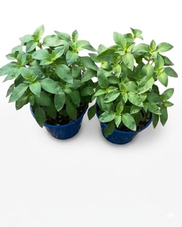 2 Piante di Basilico Limone su vaso cm 14 MODIPITRE