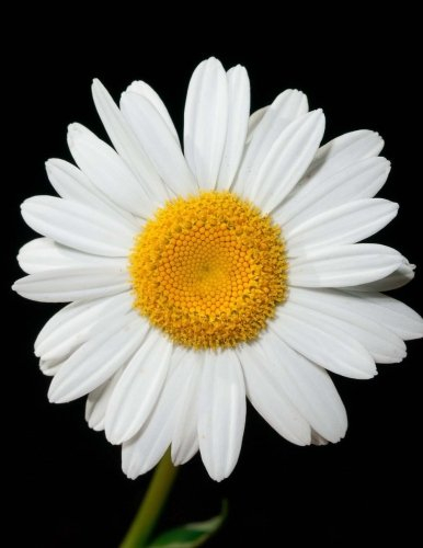 Daisy Notebook: Daisy Composition Book (Journal, School Notebook, Log Book, Diary, Creative Writing, Poetry) (8.5 x 11 Large)