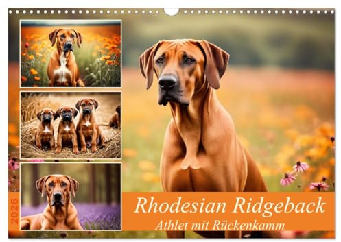 Rhodesian Ridgeback - Athlet mit Rückenkamm (Wandkalender 2026 DIN A3 quer), CALVENDO Monatskalender: Muskelpaket aus Südafrika (CALVENDO Tiere)