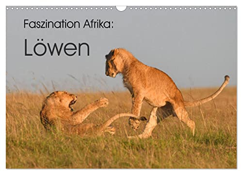 Faszination Afrika: Löwen (Wandkalender 2026 DIN A3 quer), CALVENDO Monatskalender: Löwen, die größten Katzen Afrikas (CALVENDO Tiere)