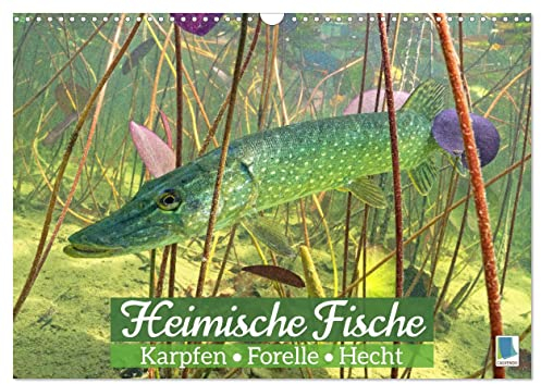 Heimische Fische: Karpfen, Forelle, Hecht (Wandkalender 2023 DIN A3 quer): Die ganze Vielfalt der Fische in unseren heimischen Gewässern (Monatskalender, 14 Seiten ) (CALVENDO Tiere)