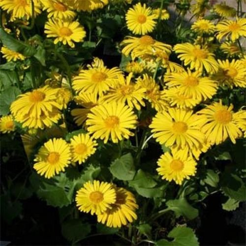Gemswurz (Doronicum orientale) - 50 Samen