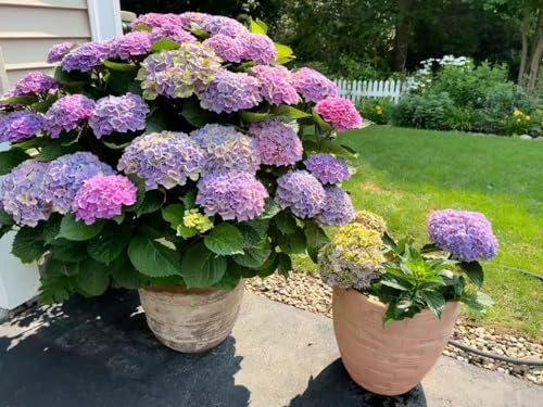 20 pcs hortensien pflanzen winterhart samen zimmerpflanzen winterharte stauden mehrjährig Hortensie,Hydrangea macrophylla, bienenweide saatgut gastgeschenk blumensamen wildblumenwiese