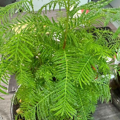 30 pz Semi di Metasequoia, Metasequoia glyptostroboides, albero dei bonsai, semi di piante esotiche Sequoia cinese, abete acquatico, piante, regali da giardino seme, regalo di semi