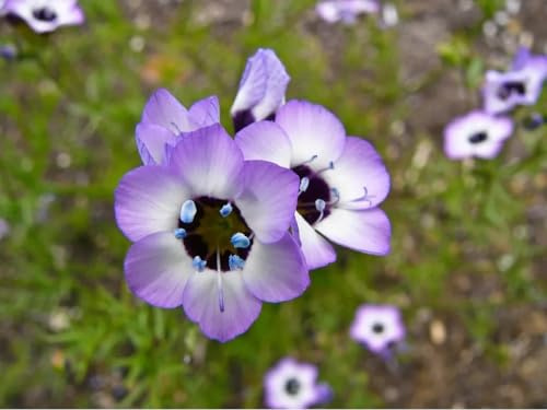 100 Seme - Gilia Tricolor - Occhi D'uccello - Semi Fiori - occhio d'uccello - 197