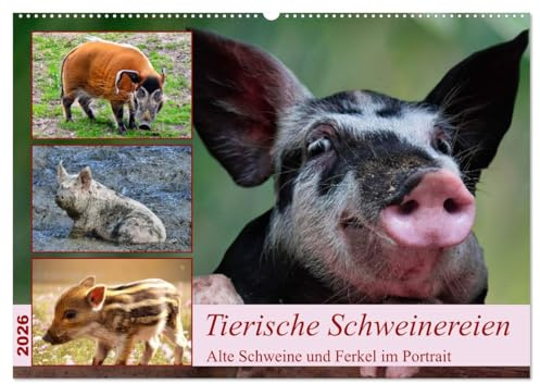 Tierische Schweinereien (Wandkalender 2026 DIN A2 quer), CALVENDO Monatskalender: Alte Schweine und Ferkel im Portrait (CALVENDO Tiere)