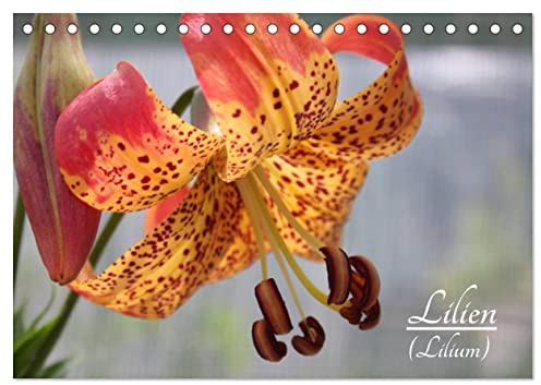 Lilien (Tischkalender 2026 DIN A5 quer), CALVENDO Monatskalender: Die Lilien (Lilium) sind eine Gattung der Familie der Liliengewächse (Liliaceae) mit rund 115 Arten. (CALVENDO Natur)