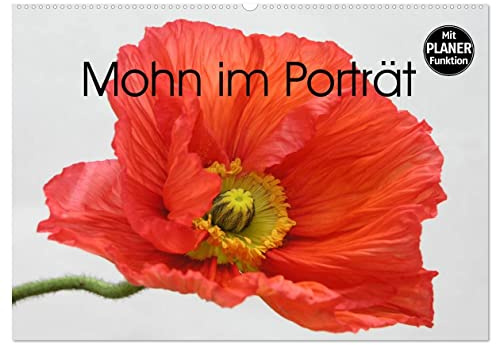 Mohn im Porträt (Wandkalender 2026 DIN A2 quer), CALVENDO Monatskalender: 1 Jahr lang Mohnblüten-Genuss (CALVENDO Natur)