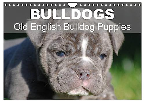 Bulldogs - Old English Bulldog Puppies (Wall Calendar 2026 DIN A4 Landscape), CALVENDO 12 Month Wall Calendar: Beautiful bulldog puppies in the sun (CALVENDO Animals)