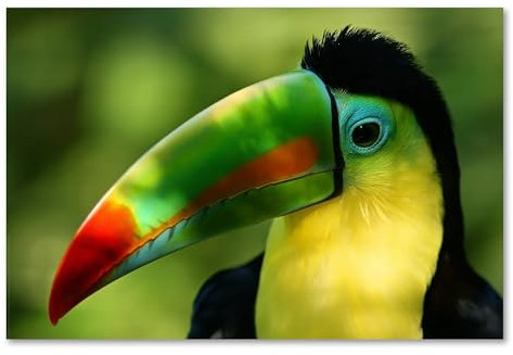 Postereck - 0217 - Tukan, Vogel Papagei Tier Natur Tropen Bunt Grün - Wandposter Fotoposter Bilder Wandbild Wandbilder - Poster - DIN A4-21,0 cm x 29,7 cm