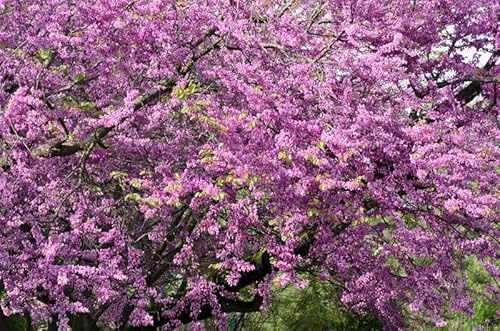 Judasbaum, Herzbaum, Cercis siliquastrum, mehrtriebig, gut verzweigt, 30-40 cm im Topf