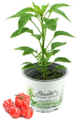 Chili Scotch Bonnet, Karibik Chili Pflanze aus Nachhaltigem Anbau!