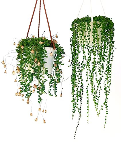 POWERS TO FLOWERS - SENECIO ROWLEYANUS ed HERREIANUS, COLLANA DI PERLE, piante vere