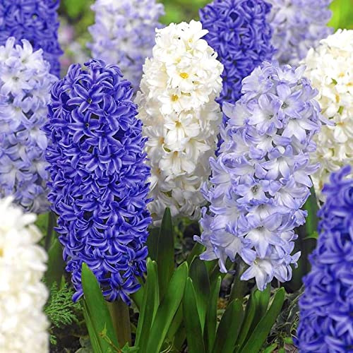 50 X Giacinti Misti e Profumati - Hyacinthus Orientalis Mix - Bulbi Di Alta Qualità (50)