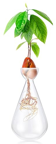 Glas-Avocado-Samenvase, tropfenförmig, Gartely Indoor Keimsamen, Starter-Pflanzgefäß, Avocado-Baum-Anbau-Set, Hydrokultur-Tischglas-Zwiebel-Anpflanzung, Blumentopf, für Pflanzenliebhaber, Geschenke