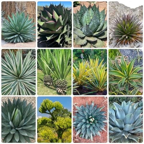 250 Pcs Agave Pflanze Samen - Geschenke Für Gartenliebhaber, Hochbeet Samen Sukkulenten Samen - Agave Americana - Sukkulenten Echte Pflanzen, Winterharte Pflanzen Für Balkon Steingartenpflanzen