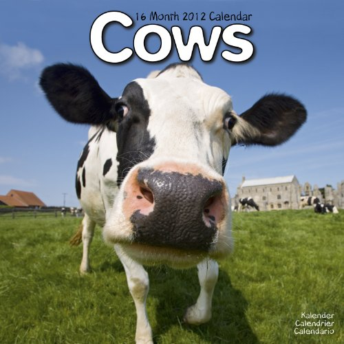 Kalender 2012 Kühe - Rinder - Cows - Kuh - Muh!