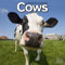 Kalender 2012 Kühe - Rinder - Cows - Kuh - Muh!