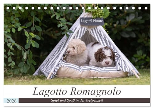 Lagotto Romagnolo - Spiel und Spaß in der Welpenzeit (Tischkalender 2026 DIN A5 quer), CALVENDO Monatskalender: Wunderschöne Einblicke in die Welpenstube der Lagotti. (CALVENDO Tiere)
