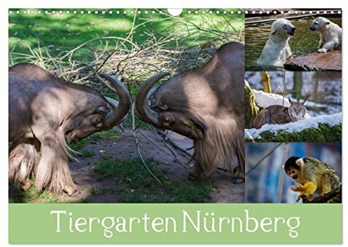 Tiergarten Nürnberg (Wandkalender 2026 DIN A3 quer), CALVENDO Monatskalender: Meine schönsten Tierbilder aus Nürnberg. (CALVENDO Tiere)