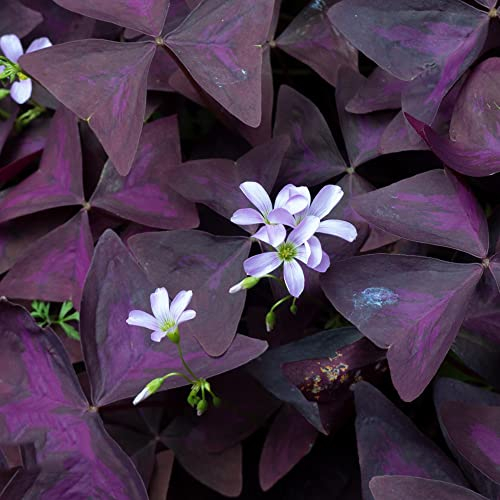 10 Stück zwiebeln oxalis triangularis zimmerpflanze Kleeblätter Glücksklee - Seltene Pflanzen serie - frühlingsblüher zwiebeln pflanztöpfe exotische zimmerpflanzen plant balkon pflanze