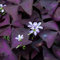 10 Stück zwiebeln oxalis triangularis zimmerpflanze Kleeblätter Glücksklee - Seltene Pflanzen serie - frühlingsblüher zwiebeln pflanztöpfe exotische zimmerpflanzen plant balkon pflanze