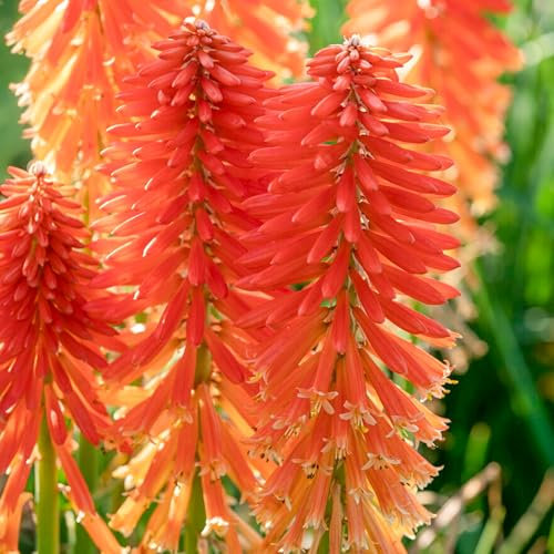 Kniphofia Poco Sunset - Dwarf Red Hot Poker - Hardy Perennial Plant for Outdoor Gardens and Patios - Ornamental Flowering Plant in Pot (9cm Pot, 10-20cm)