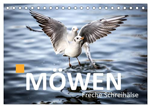 MÖWEN Freche Schreihälse (Tischkalender 2026 DIN A5 quer), CALVENDO Monatskalender: Möwen zu fotografieren ist immer wieder faszinierend (CALVENDO Natur)