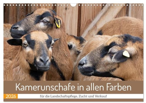 Kamerunschafe in allen Farben (Wandkalender 2026 DIN A3 quer), CALVENDO Monatskalender: Die Vielfalt der Böcke, Auen und Lämmer bei einem Züchter von Kamerunschafen. (CALVENDO Tiere)