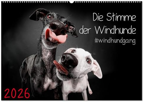 Die Stimme der Windhunde (Wandkalender 2026 DIN A2 quer), CALVENDO Monatskalender: Jeden Monat eine lustige Langnase (CALVENDO Tiere)