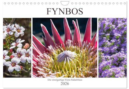 Fynbos - Die einzigartige Flora Südafrikas (Wandkalender 2026 DIN A4 quer), CALVENDO Monatskalender: Ein Einblick in die Pflanzenvielfalt des Kaps der guten Hoffnung (CALVENDO Natur)