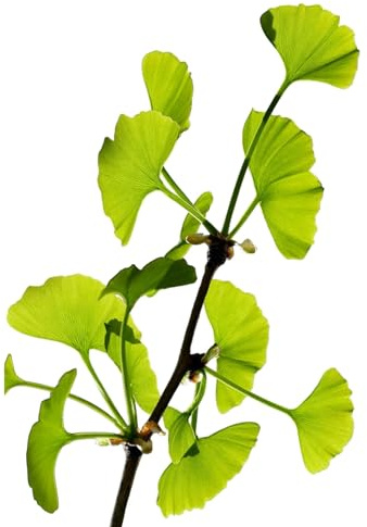 Planta natural Ginkgo biloba. 15-20 cm. En cepellón, lita para plantar. Resistente a la contaminación, plagas y enfermedades, ideal para entornos urbanos. Sus hojas únicas aportan belleza estacional