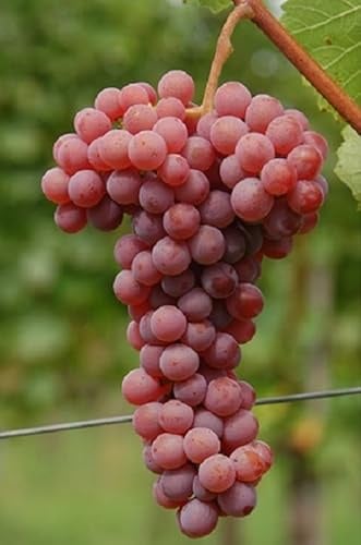Souvignier Gris – Bio-Weinrebe mit roséfarbenen Trauben & hoher Pilzresistenz | PIWI-Rebe | EG-ÖKO zertifiziert | getopfte Rebe aus Bio-Rebschule Vitiserve