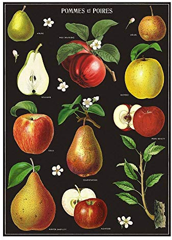 Cavallini Decorative Wrap Poster, Apple and Pears, 20 x 28 inch Italian Archival Paper (WRAP/Apple)