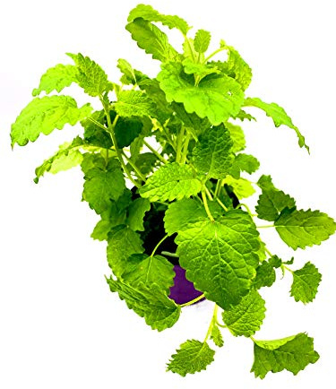 Zitronenmelisse Melissa officinalis Kräuterpflanze 2Pfanzen