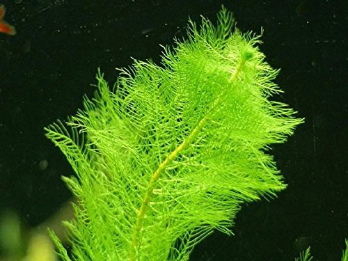 Aquatic Plants Rotstengeliges Tausendblatt/Myriophyllum scabratum