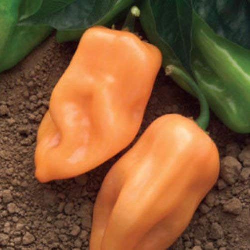 20 graines de buisson ardent PIMENT