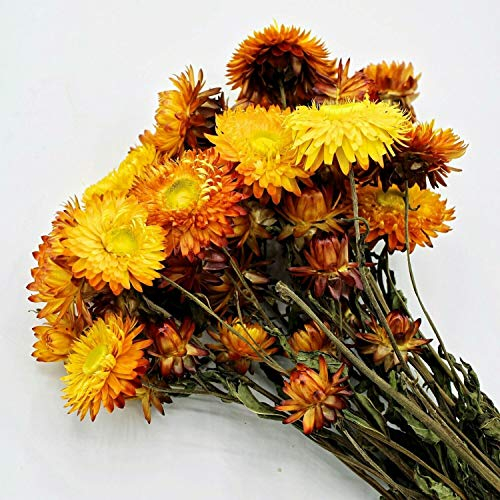 Fleurs de paille, orange naturel.