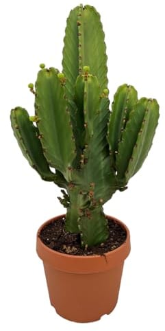 Plant in a Box - Euphorbia Ingens 'cowboy cactus' XL - cactus - vaso 24 cm - altezza 85-95cm