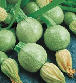 SEMENTI DI ORTAGGI DI QUALITA' PER USO HOBBYSTICO IN BUSTINA TERMOSALDATA (ZUCCHINO TONDO CHIARO DI NIZZA)