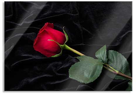 Pixxprint Glasbild, Wandbild aus Echtglas, Rose, 60x40 cm, inkl. Aufhängung und Abstandshalter