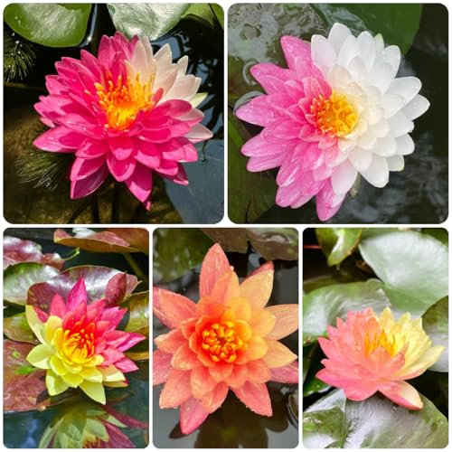 20 pcs lotus samen bonsai - Nelumbo nucifer - geschenke garten, bodendecker samen lotusblume samen pflanzen samen indoor, exotische pflanzen winterhart flower seeds, pflanzen für garten