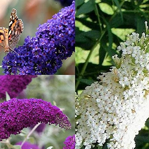 3 X Sommerflieder-Sortiment - Buddleja, Winterhart - Blau/Weiß/Rosa | 3-er set Schmetterlingsfliede - Buddleia - Duftend - 'Empire Blue', Pink Delight' und 'White Profusion ' | 3 X 2 Liter Topf