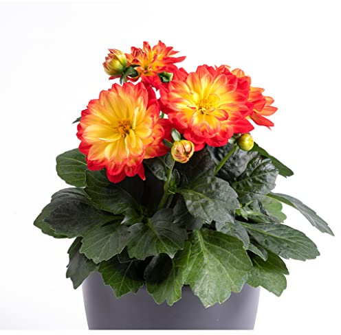 Dahlia Imagine Power Yellow Orange - 3 Established Plants in 9cm pots - Dazzling Dahlias Vibrant Bedding Plants. Ready for pots or Hanging Baskets Plants Online.Summer Garden