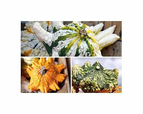 Stk - 30x Zierkürbis Kronenmischung Garten Pflanzen - Samen F-S597 - Seeds & Plants Shop by Ipsa