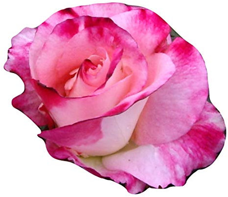 Rose Bella Diana - A Beautiful Pink Potted Rose Bush for The Garden - Unique Personalised Gift for A Person Named Diana, Di