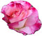 Rose Bella Diana - A Beautiful Pink Potted Rose Bush for The Garden - Unique Personalised Gift for A Person Named Diana, Di